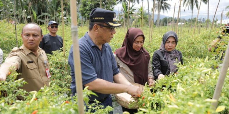 Pj Wali Kota Kotamobagu Melakukan Penanaman Cabai Rawit Menggunakan Teknologi Digital Farming