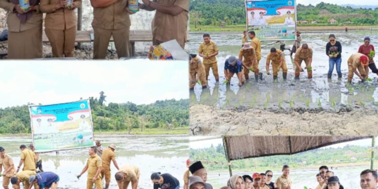 Dukung Program Presiden, Kadis Pertanian Tinjau Lahan Ketahanan Pangan Tolondadu II 