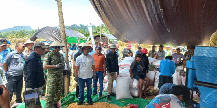 Panen Perdana Jagung PT HATI, Titik Awal Ekosistem Pertanian Modern di Bolaang Mongondow Raya