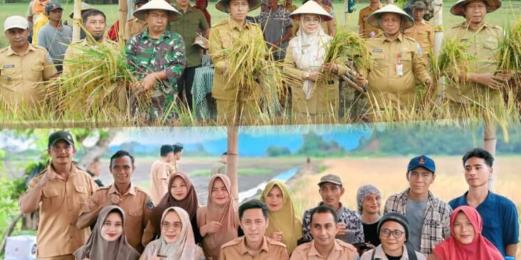 Dorong Ketahanan Pangan Daerah, Bupati Iskandar Tinjau Panen Petani Tolondadu II