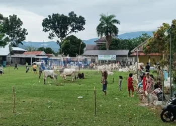 Idul Adha 2026, Kotamobagu Sembelih 208 Ekor Hewan Kurban