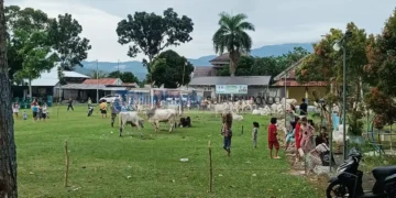 Idul Adha 2026, Kotamobagu Sembelih 208 Ekor Hewan Kurban