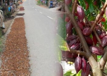Harga Kakao di Kotamobagu Sulut Naik, Petani Coklat Ucap Syukur