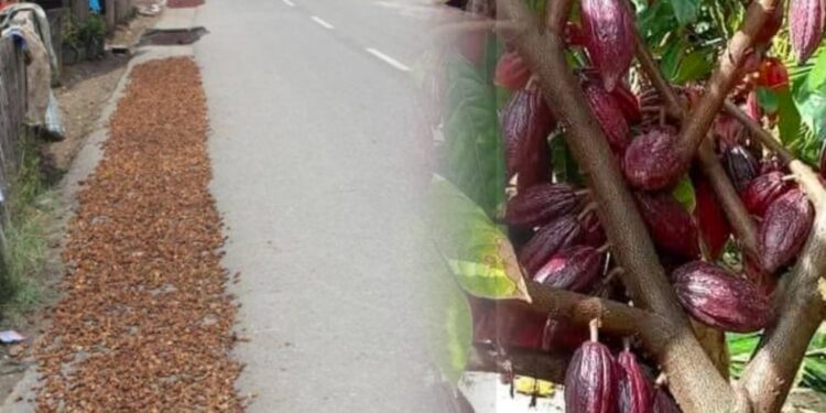 Harga Kakao di Kotamobagu Sulut Naik, Petani Coklat Ucap Syukur